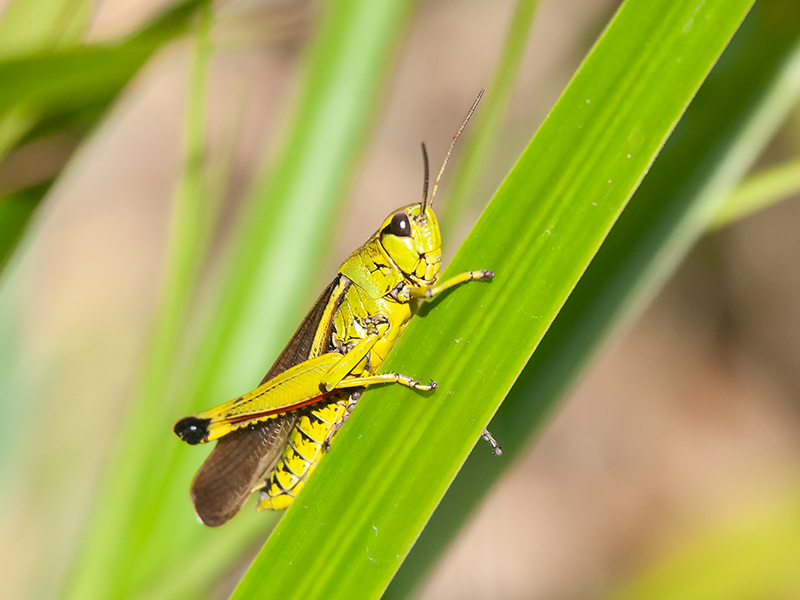 Moerassprinkhaan, Large Marsh Grasshopper