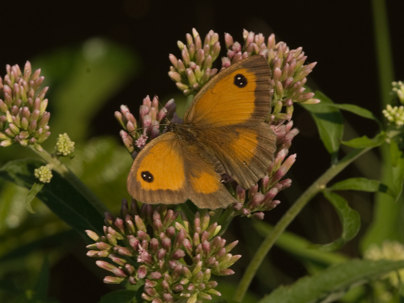 Oranje zandoogje, Gatekeeper Butterfly