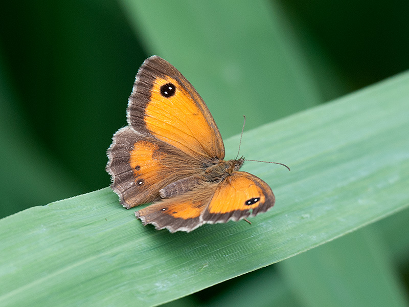 Oranje zandoogje, Gatekeeper Butterfly