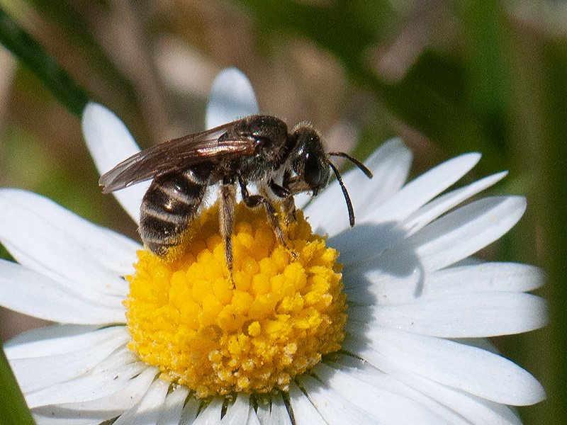 Parkbronsgroefbij_, Bronze Furrow Bee