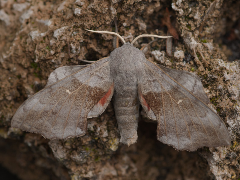 Populierenpijlstaart, Poplar Hawk-moth