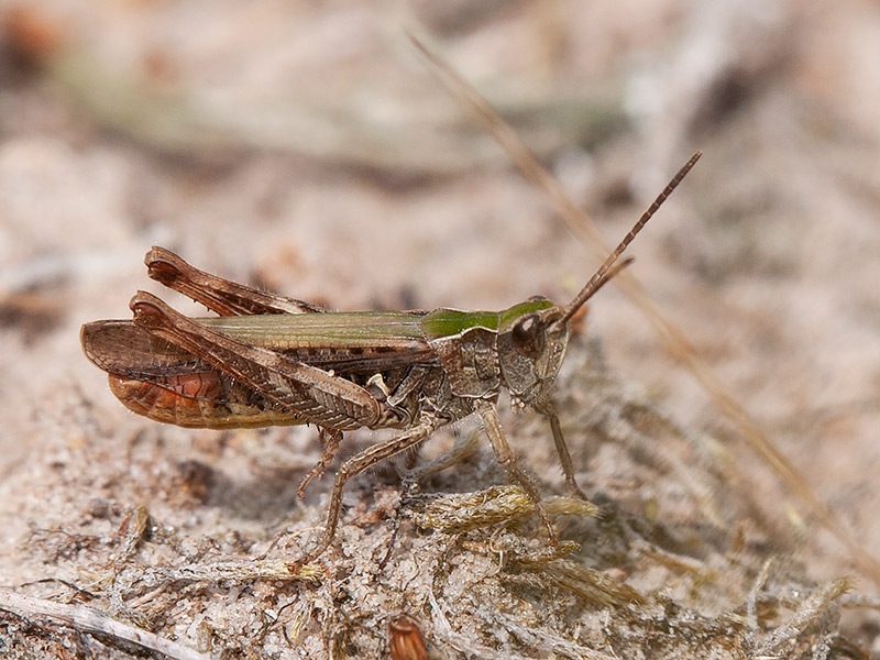 Ratelaar, Bow-winged grasshopper