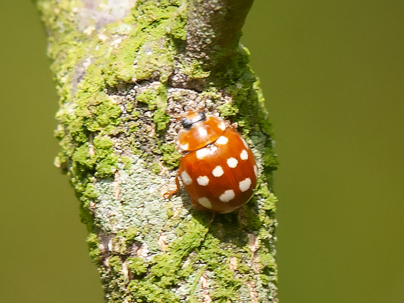 Roomvleklieveheersbeestje, Cream-spot Ladybird