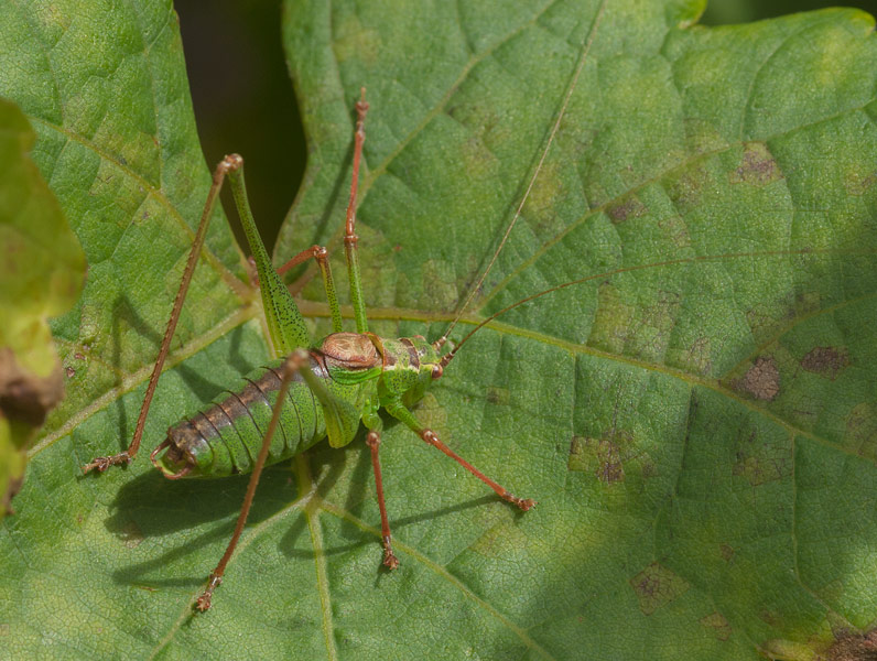 Struiksprinkhaan, Speckled Bush-cricket