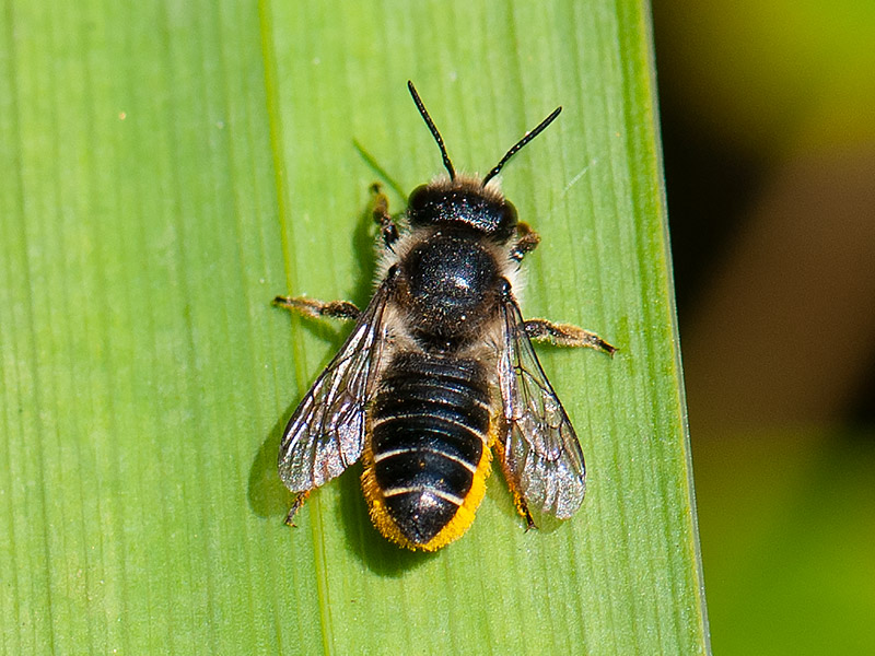 Tuinbladsnijder, Patchwork Leafcutter Bee