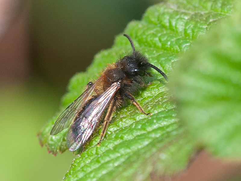 Tweekleurige zandbij, Gwynne's Mining Bee