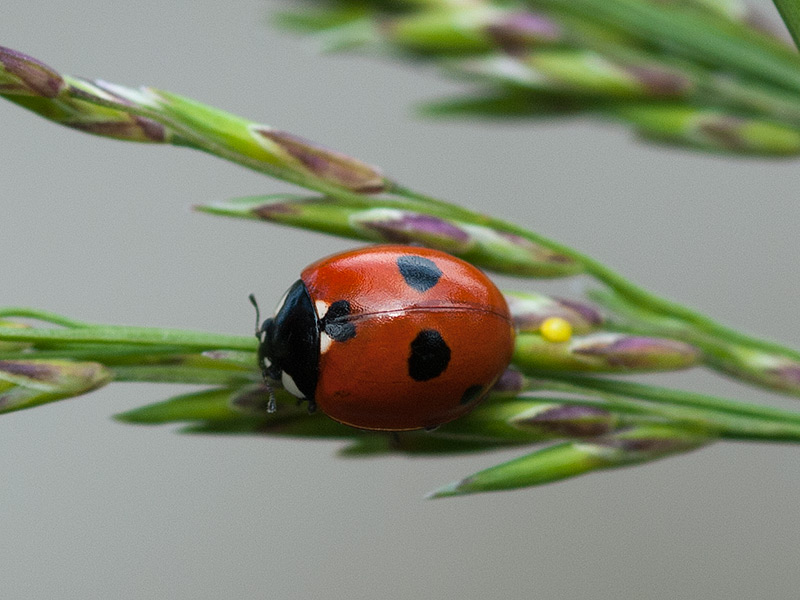 Vijfstippelig lieveheersbeestje, 5 Spot ladybird