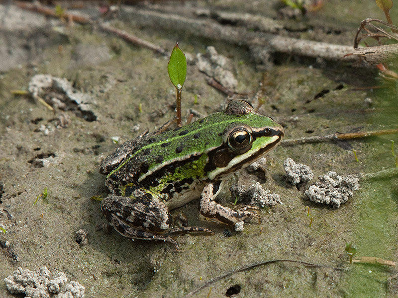 Groene kikker, Water Frog