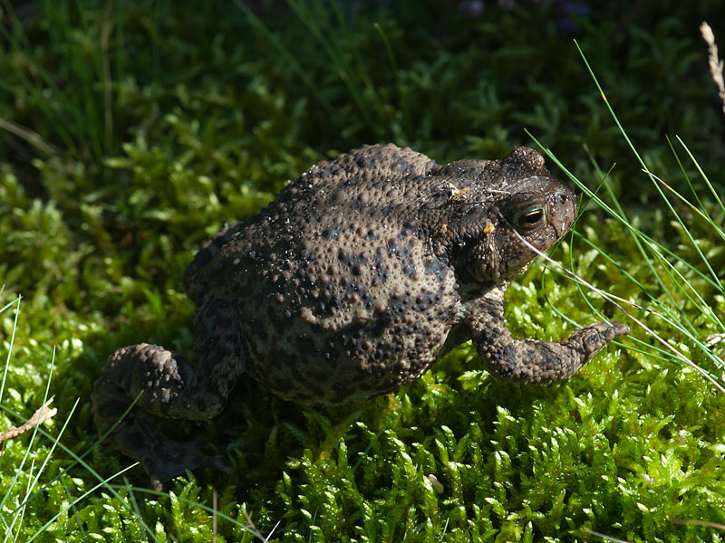 Gewone pad, Common toad