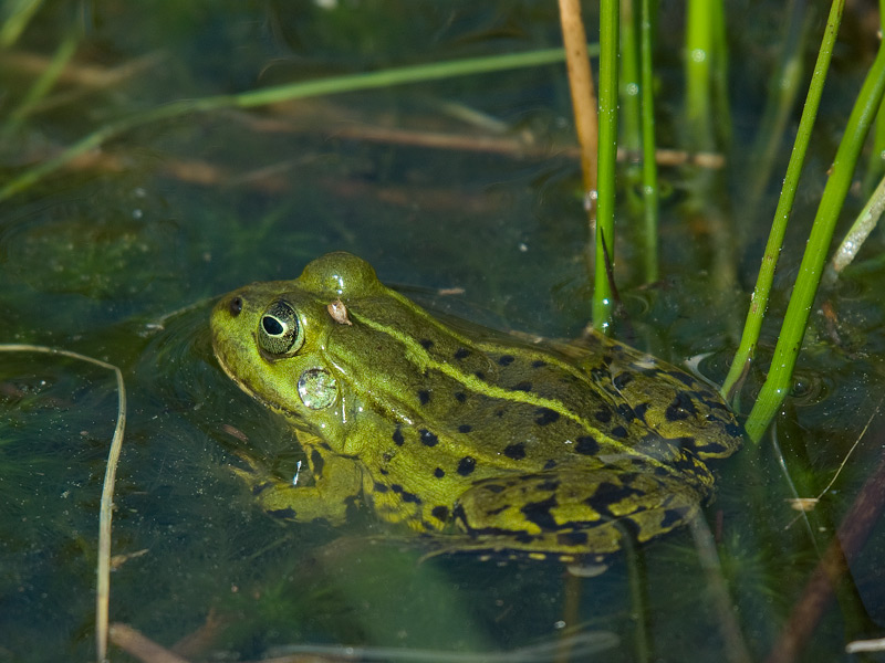Groene kikker, Water frog