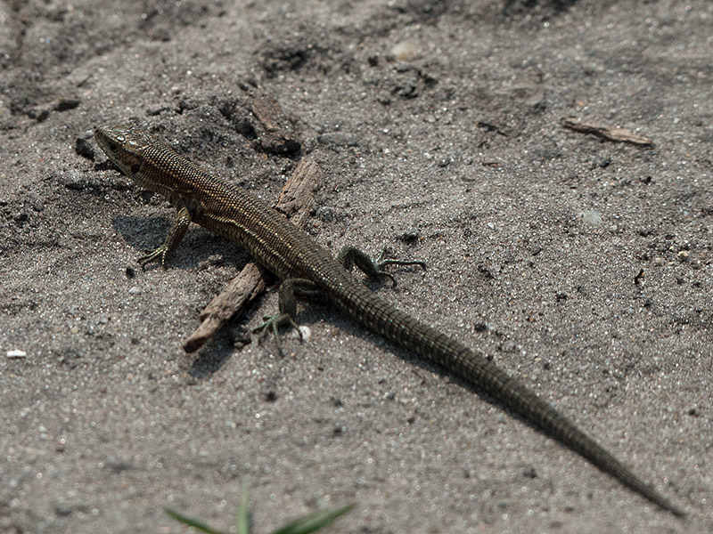 Levendbarende Hagedis, Common Lizard