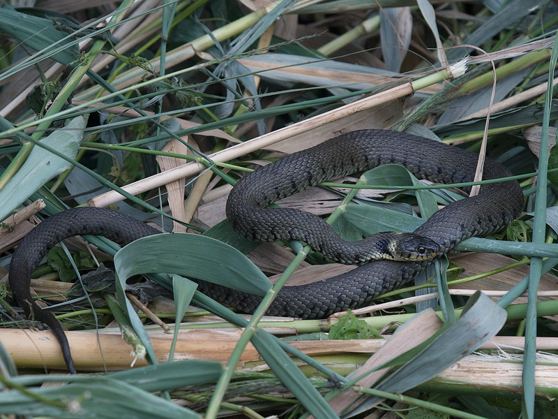 Ringslang, Grass Snake