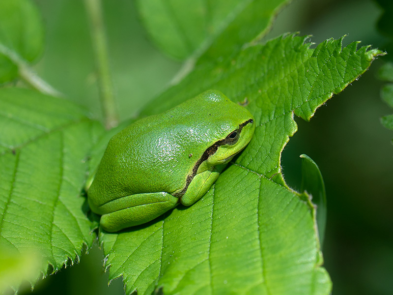 Boomkikker, Tree Frog